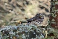 Small Boreal owl in the autumn larch forest in central Europe, photo with nice blurred light with rime in the background