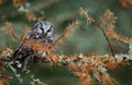 Small Boreal owl in the autumn larch forest in central Europe