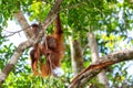 Small Borneon orangutan Pongo pygmaeus on a tree. Tanjung Puting National park, Indonesia Royalty Free Stock Photo