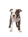 Small Boston Terrier puppy Royalty Free Stock Photo