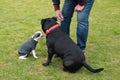 Small Boston Terrier puppy wearing a jumper and a large Staffordshire Bull terrier sitting in front of a man who is training them