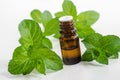 Small bottle with essential peppermint oil. Fresh mint leaves close up. Aromatherapy, spa and herbal medicine ingredients. Royalty Free Stock Photo