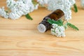 Small bottle of essential yarrow oil