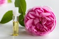 A small bottle of rose essential oil with a rose flower Royalty Free Stock Photo