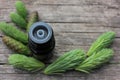 Small bottles of coniferous essential oil and green spruce tips on wooden background with copy space. Royalty Free Stock Photo