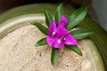 Small bougainville in a vase Royalty Free Stock Photo