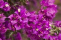 Small white bougainvillea flowers detail