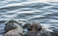 Small boulders submerged in water of a lake on a lakeshore