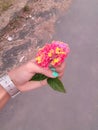 A small bouquet of beautiful flowers Royalty Free Stock Photo