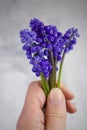 Small bouquet blue muscari without leaf in hands.
