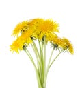 Small bouquet of Dandelion flowers isolated on a white background. Selective focus Royalty Free Stock Photo