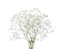 Small bouquet of Gypsophila flowers isolated on white background. Baby\'s-breath