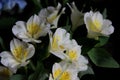 small bouquet of irises. white iris flowers with a yellow pestle, on a dark blurred backdrop Royalty Free Stock Photo