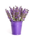 Small bouquet of a lavender in a violet bucket. Royalty Free Stock Photo