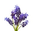 Small bouquet of Muscari isolated on white background. Grape Hyacinth. Selective focus