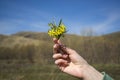 Small bouquet spring yellow flowers in hand. Royalty Free Stock Photo