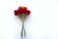 A small bouquet of three red zinnias on a white background. Red flowers on long crossed legs lie on a white background. Copy space Royalty Free Stock Photo
