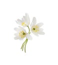 Small bouquet of wild anemome flowers isolated