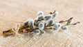 A small bouquet - willow branches with catkins on burlap