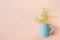 Small Bouquet of Yellow Acacia Flowers in Vintage Ceramic Blue Jug on Pink Background. Flat Lay Creative. Website Banner Template. Royalty Free Stock Photo