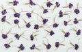 Small bouquets of fragrant forest flowers violets white background Royalty Free Stock Photo