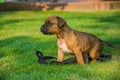 Small boxer dog on the green grass