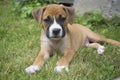 Small Boxer Puppy laying in the grass.