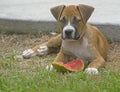 Small Boxer Puppy laying in the grass.