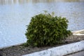 Small boxwood Bush on the background of the reservoir. Decorative shrub grows .