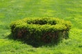 Small boxwood bushes grows in circle on green grass lawn