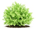 Small boxwood plant isolated on white