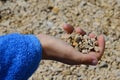 Small boy hand in fluffy thick blue bathrobe holding handfull of small stones on stony beach