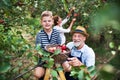 A small boy with his gradparents picking apples in orchard. Royalty Free Stock Photo