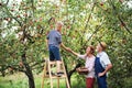 A small boy with his gradparents picking apples in orchard. Royalty Free Stock Photo
