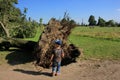 Small boy near fallen tree blown over by heavy winds Royalty Free Stock Photo