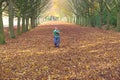 So many trees, so many leaves as far as the eye can see Cambridge October 2015