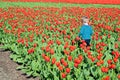 Small boy running on tulips field Royalty Free Stock Photo