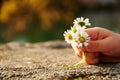 Small boys hand holding a bouquet of blossom chamomile flowers