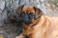 The small Brabancon dog with chestnut color lying under tree in