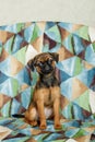 Small Brabancon dog sits on the background of a bedspread in colored triangles