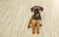 Small Brabancon dog sits on the background of a floor made of rustic light parquet