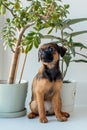 Small Brabancon dog sits on the floor next to flowers