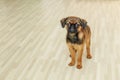 Small Brabancon dog stands on the background of a floor made of rustic light parquet