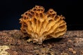 Small Bracket Fungi