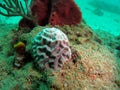 Small Brain Coral