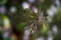 Small branch of acer atropurpureum, japanese maple