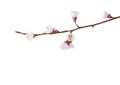 Small branch of Apricot in blossom isolated on white background