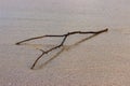 A small branch cast up on the beach. Royalty Free Stock Photo