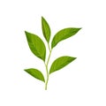 Small branch of cherry tree with five bright green leaves. Sprig with fresh foliage. Nature theme. Flat vector icon