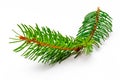 Small branch of Christmas tree Royalty Free Stock Photo
